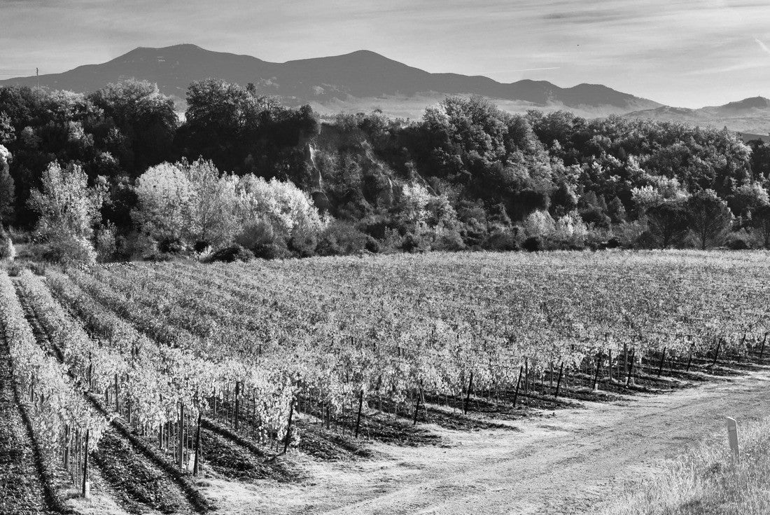 Traditional landscape and landscapes of beautiful Tuscany. Vineyards in golden colors and cypress trees. Italy 2000pc PuzzleBlack and White