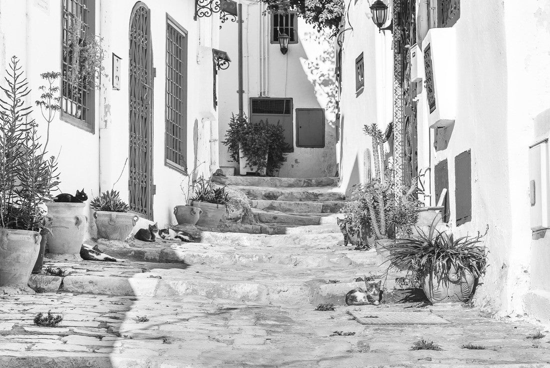 Noah Jigsaw Puzzle The white-blue city Sidi Bou said, Tunisia. Eastern fairy tale with French charm in black white 2000 pieces