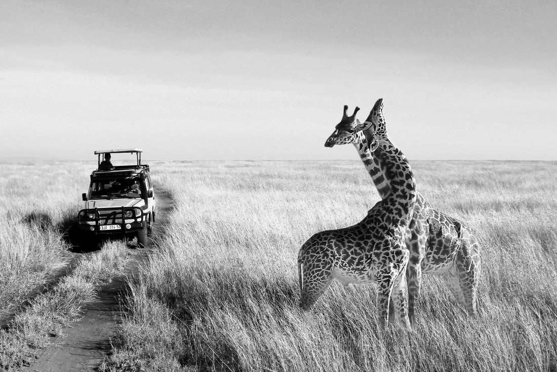Noah Jigsaw Puzzle Wild giraffes in African savannah. Tanzania. Serengeti National Park in black white 2000 pieces