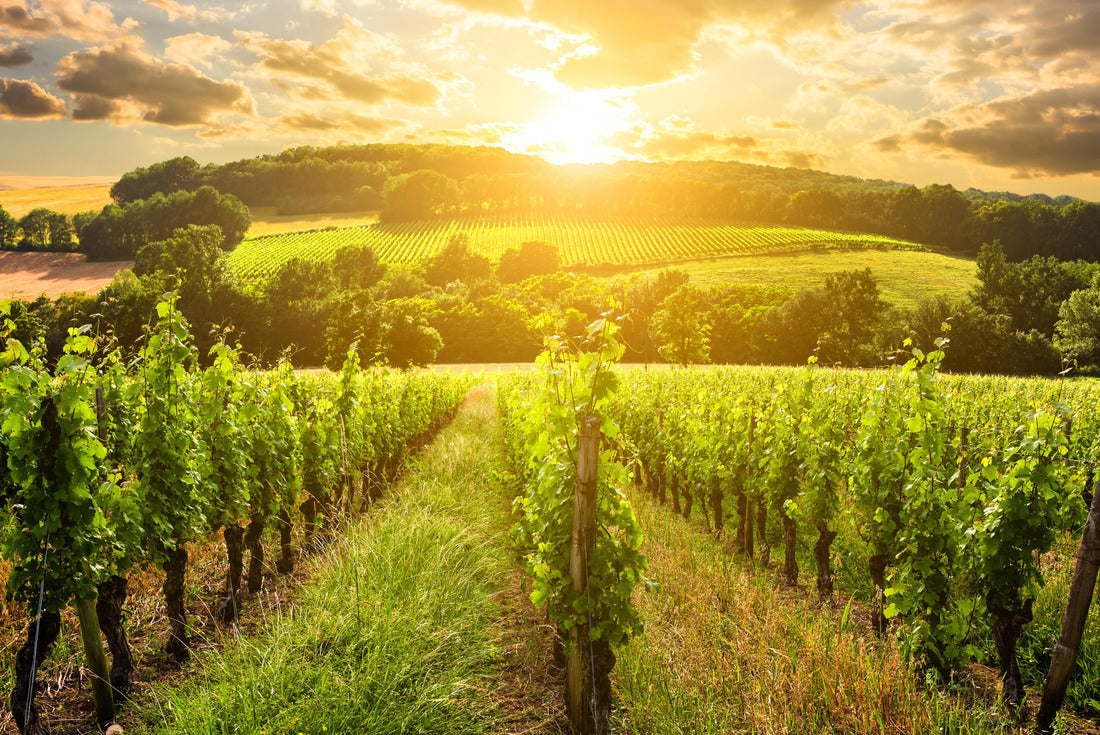 Beautiful vineyard at sunset. Traveling through Tuscany, Italy 2000pc Puzzle