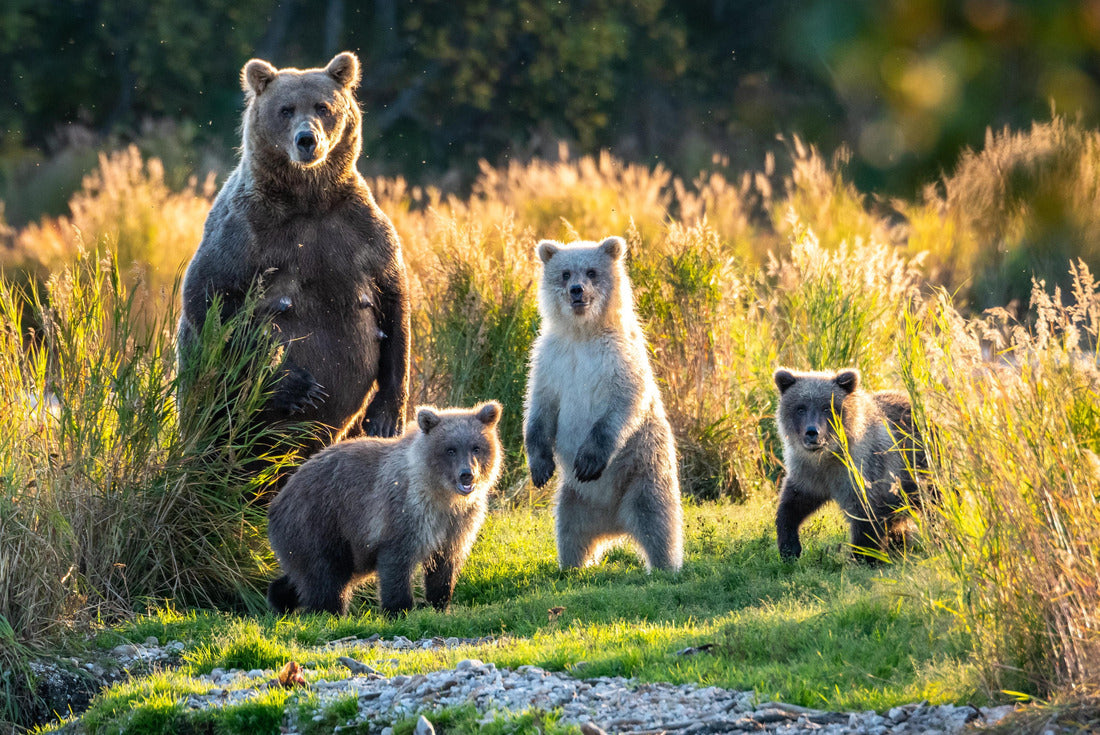 Brown bear family next to the Brooks River, fall landscape, Katmai National Park, Alaska 2000pc Puzzle