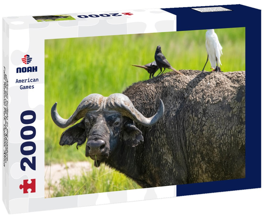 African buffalo in the pasture. Birds sit on its back. Murchison Falls National Park. Uganda, Africa 2000pc Puzzle