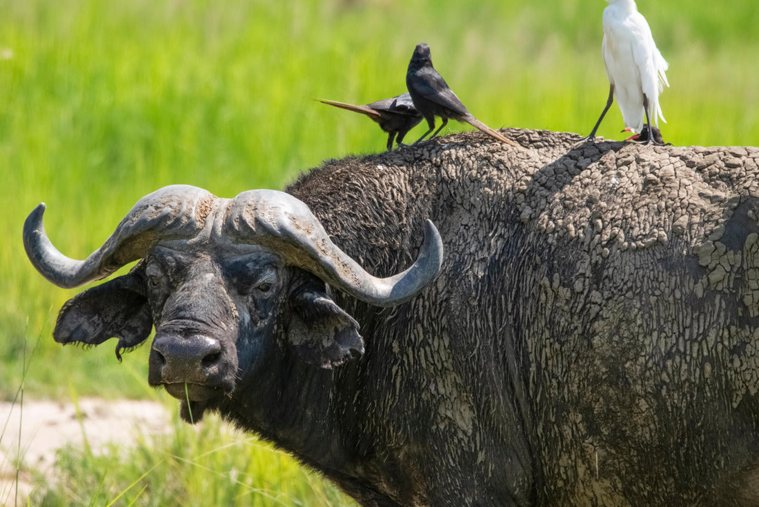 African buffalo in the pasture. Birds sit on its back. Murchison Falls National Park. Uganda, Africa 2000pc Puzzle