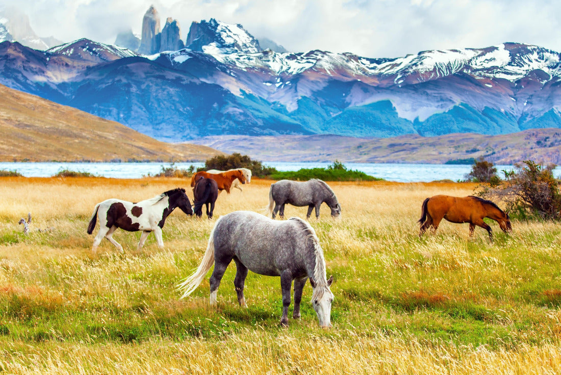 Torres del Paine National Park in Chile. Herd of wild horses grazing on the yellow grass. Laguna Azul is a mountain lake near three rocks 2000pc Puzzle