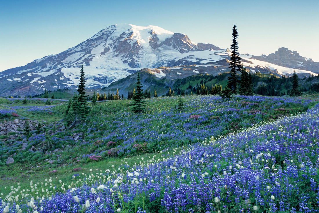 Washington State, Mount Rainier National Park, Lupine and Bistort meadow on Mazama Ridge 2000pc Puzzle