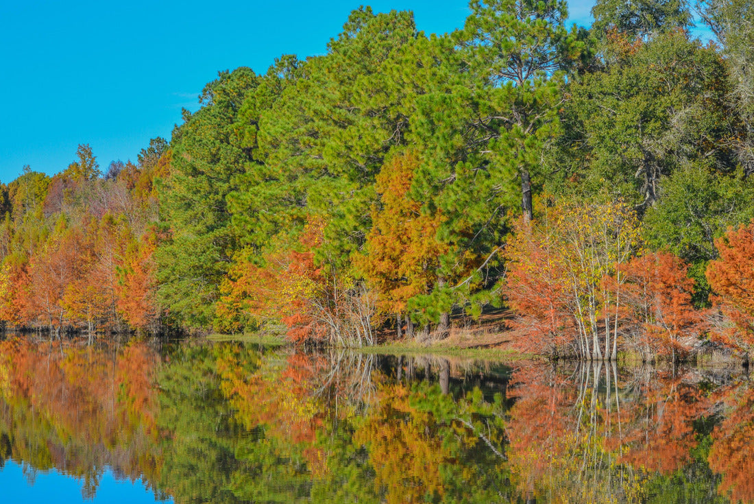 Reflection of the beautiful colorful leaves on the trees along the Little Ocmulgee River, McRae, Georgia 2000pc Puzzle