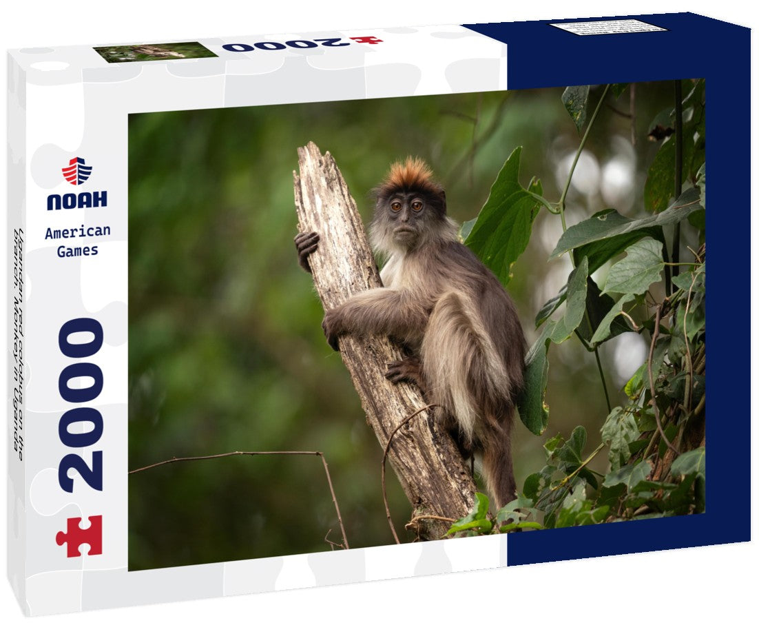 Noah Jigsaw Puzzle Ugandan red colobus on the branch. Monkey in Uganda 2000 pieces
