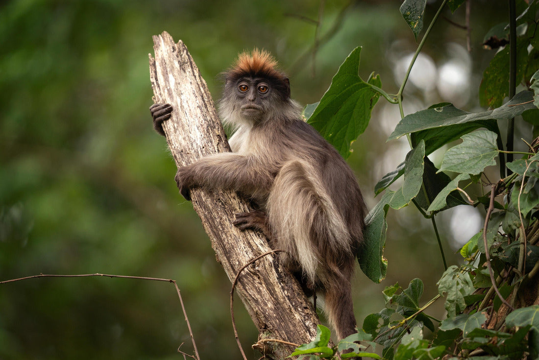 Ugandan red colobus on the branch. Monkey in Uganda 2000pc Puzzle