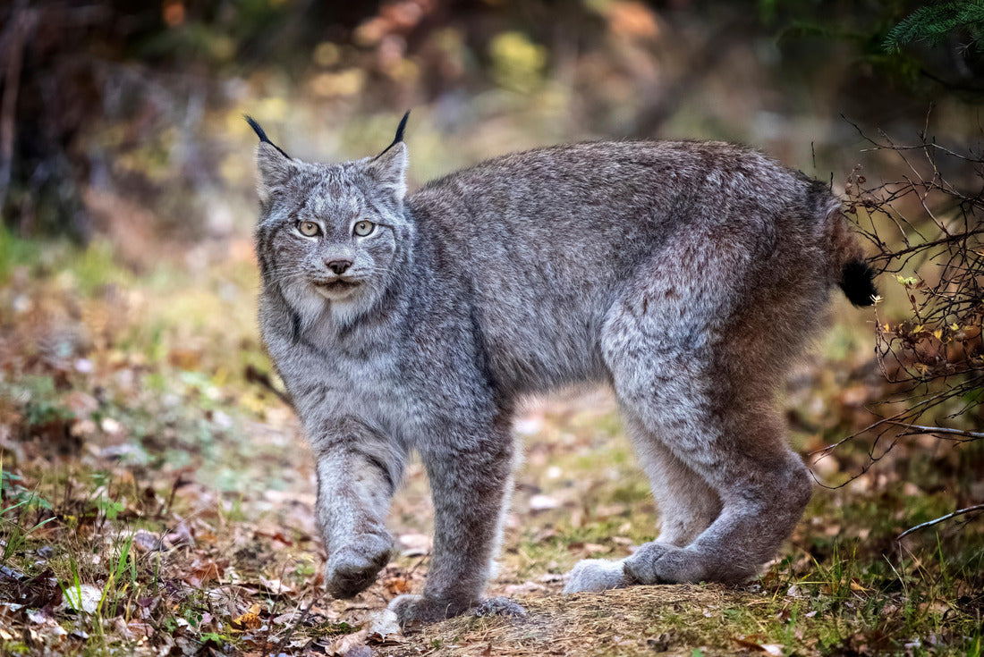 Lynx in Wildriding Mountain National Park, Canada 2000pc Puzzle