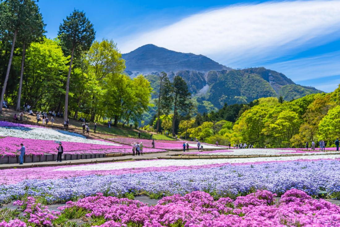 Spring landscape of Japan, the landscape of moss phlox (“Shibazakura”) in Saitama Chichibu 2000pc Puzzle
