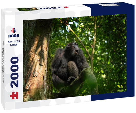 Noah Jigsaw Puzzle Chimpanzee in Kibale forest. Scold on the tree. Safari in Uganda 2000 pieces