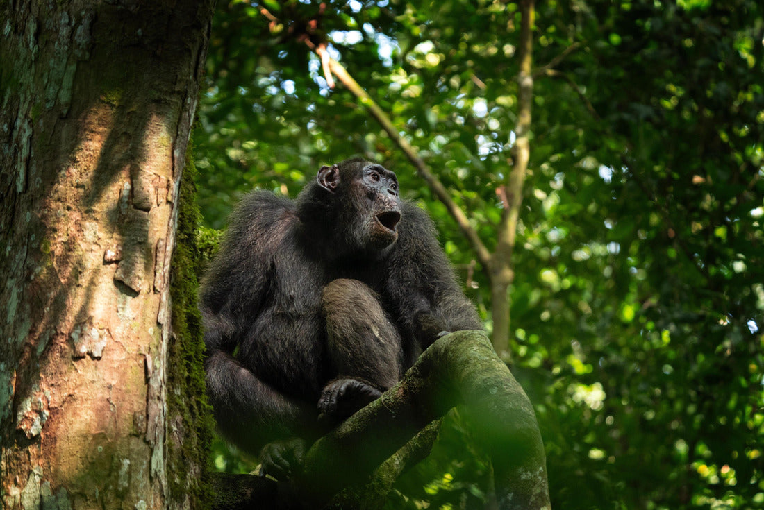 Noah Jigsaw Puzzle Chimpanzee in Kibale forest. Scold on the tree. Safari in Uganda 2000 pieces