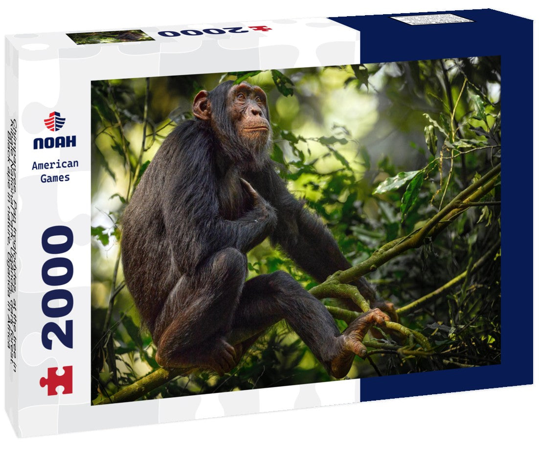 Chimpanzee, Pan troglodytes, at the tree in Kibale National Park, Uganda, dark forest. Black ape in nature, Uganda in Africa 2000pc Puzzle