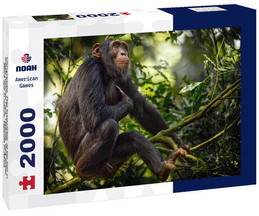 Noah Jigsaw Puzzle Chimpanzee, Pan troglodytes, at the tree in Kibale National Park, Uganda, dark forest. Black ape in nature, Uganda in Africa 2000 pieces