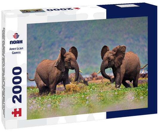 Noah Jigsaw Puzzle Elephants fight, young men, in the Kazinga Channel Queen Elizabeth NP in Uganda. Young men in the water with pink hyacinth blooming, wild nature. Wildlife Uganda. Elephant behavior 2000 pieces