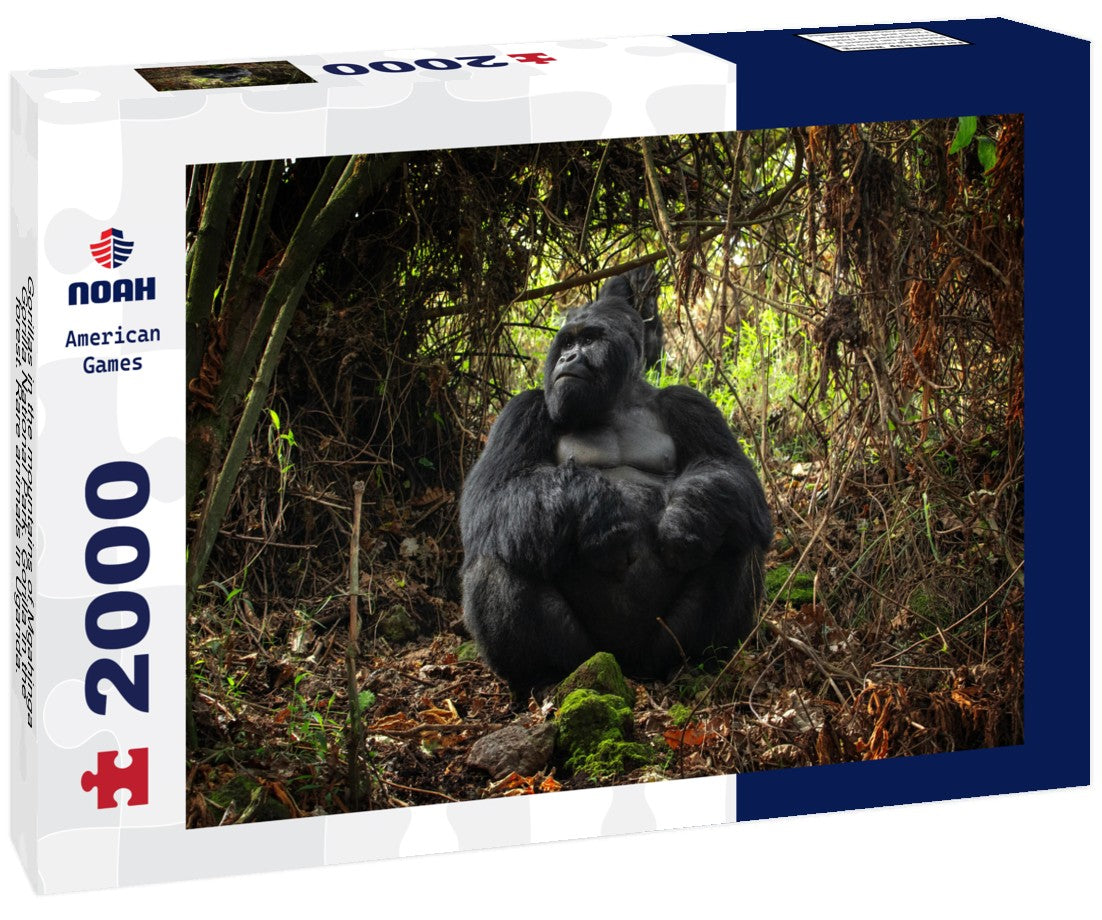 Gorillas in the mountains of Mgahinga Gorilla National Park. Gorilla in the forest. Rare animals in Uganda. Animals in their natural habitat 2000pc Puzzle