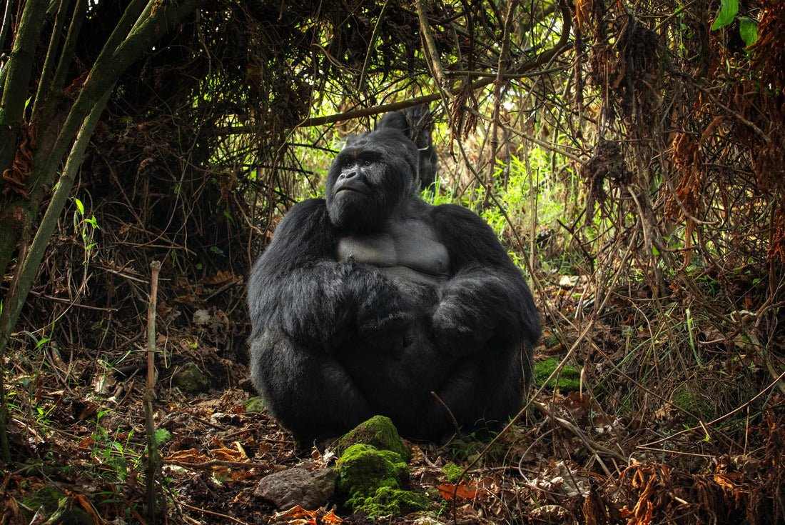 Gorillas in the mountains of Mgahinga Gorilla National Park. Gorilla in the forest. Rare animals in Uganda. Animals in their natural habitat 2000pc Puzzle