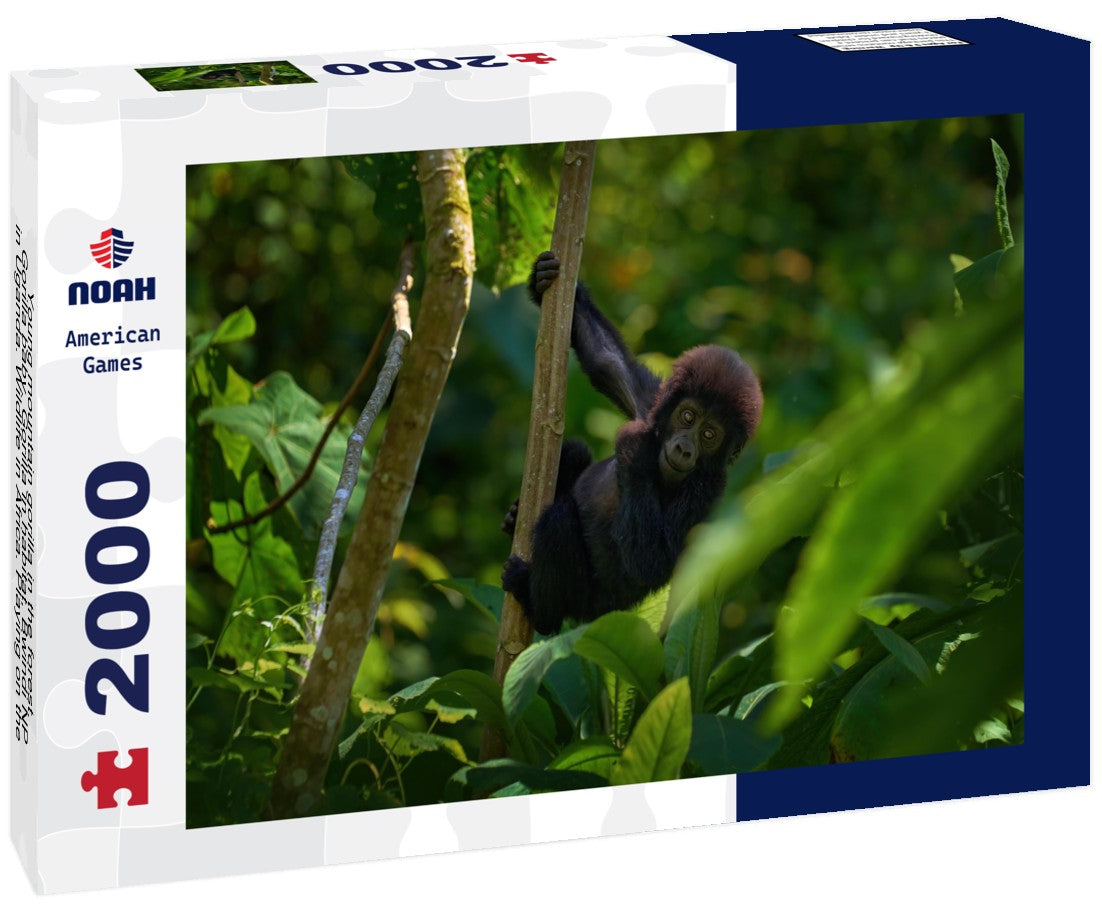 Young mountain gorilla in the forest. Gorilla baby. Gorilla in habitat, Bwindi NP in Uganda. Wildlife in Africa. Playing on the tree in the forest, the nature wild life in Uganda 2000pc Puzzle