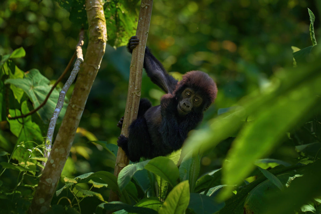Young mountain gorilla in the forest. Gorilla baby. Gorilla in habitat, Bwindi NP in Uganda. Wildlife in Africa. Playing on the tree in the forest, the nature wild life in Uganda 2000pc Puzzle
