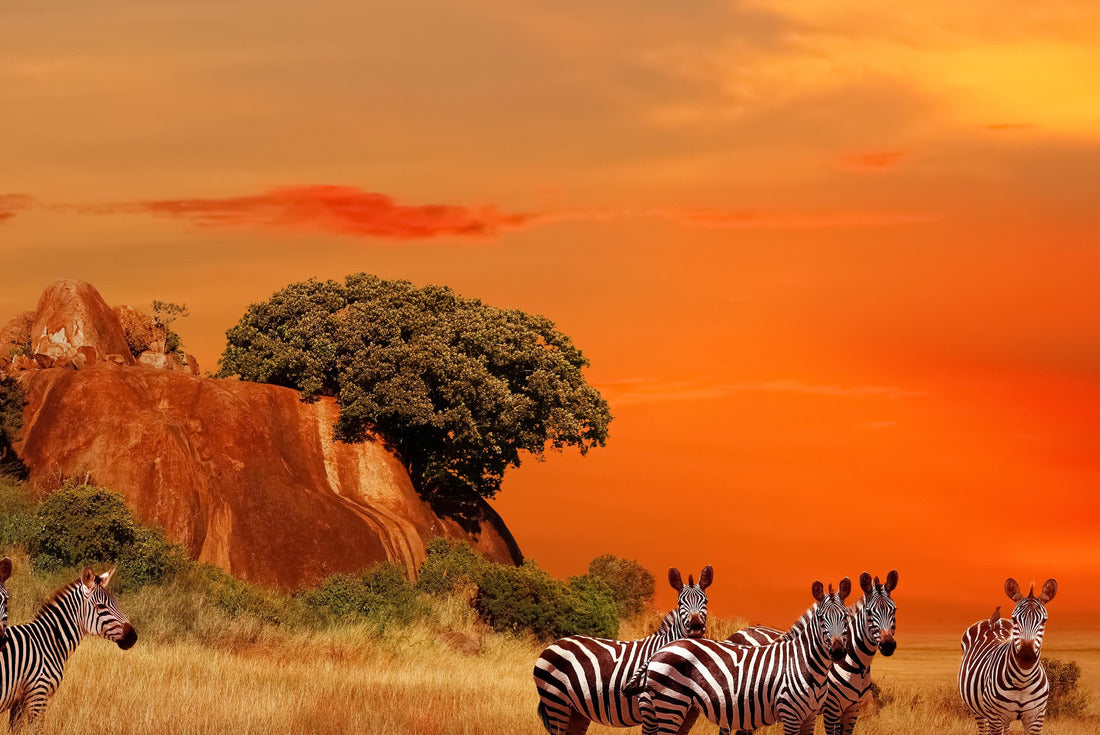 Zebras in the African savannah at sunset. Serengeti National Park. Tanzania 2000pc Puzzle