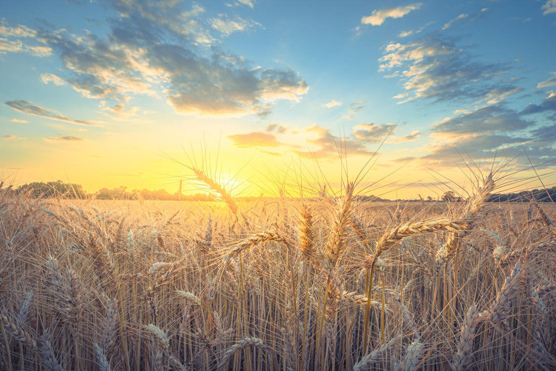 Rural Mississippi country wheat field. A beautiful end to a day in rural Mississippi. Sunset on the wheat field of local farmers in Tupelo MS 2000pc Puzzle