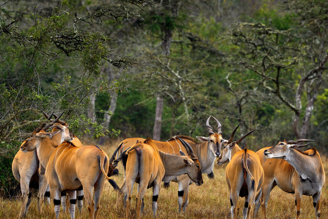 Herd of large antelopes, Mburo NP lake, Uganda in Africa. Taurotragus oryx, large brown African mammal in nature 2000pc Puzzle