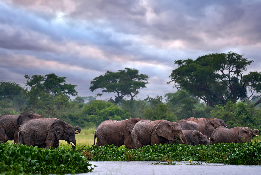 Elegant watercourse in nature. Uganda wildlife, Africa. Elephant in the rain, Victoria Nile Delta. Elephant in Murchison Falls NP, Uganda. Large mammal in green grass, forest vegetation 2000pc Puzzle