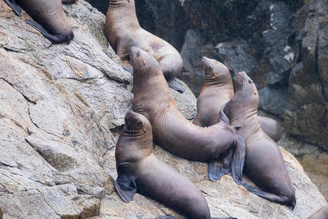 Noah Jigsaw Puzzle Wild sea lions in Kenai Fjords National Park in Alaska 2000 pieces
