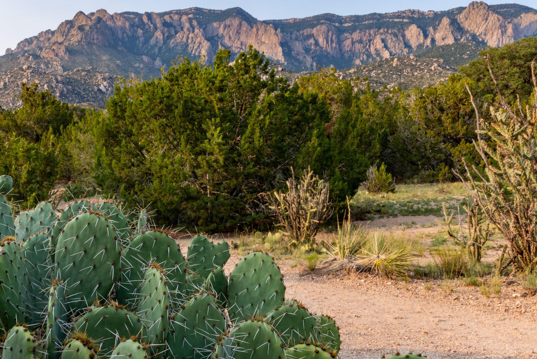 Prickly Pear Cacti in the foothills of the Sandia Mountains, Elena Gallegos Open Space, Albuquerque, New Mexico 2000pc Puzzle