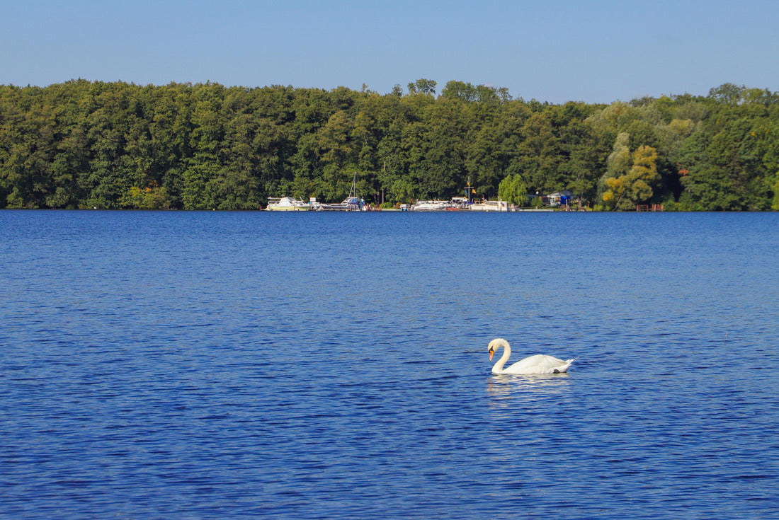 Noah Jigsaw Puzzle View of the Stienitzsee (Lake Stienitz) with a sweet swan in the federal state of Brandenburg, Germany 2000 pieces