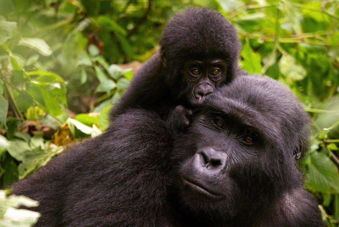 Adult gorilla with baby, Gorilla beringei beringei, in the lush greenery of the impenetrable forest of Bwindi, Uganda. Members of the Muyambi family have inhabited a group of the conservation program 2000pc Puzzle