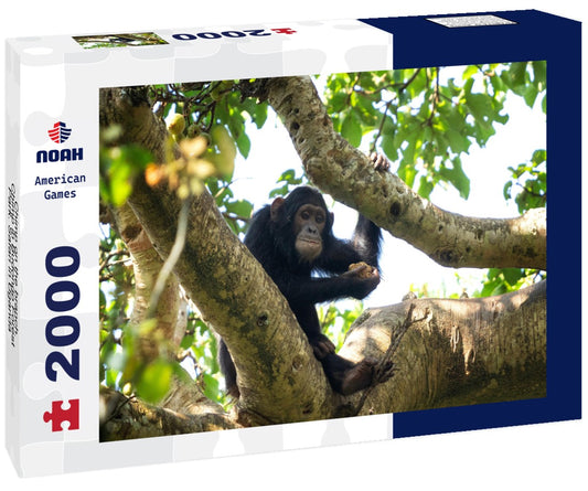 Noah Jigsaw Puzzle Chimp on the branch. Chimp in Budongo Forest Park. Safari in Uganda 2000 pieces