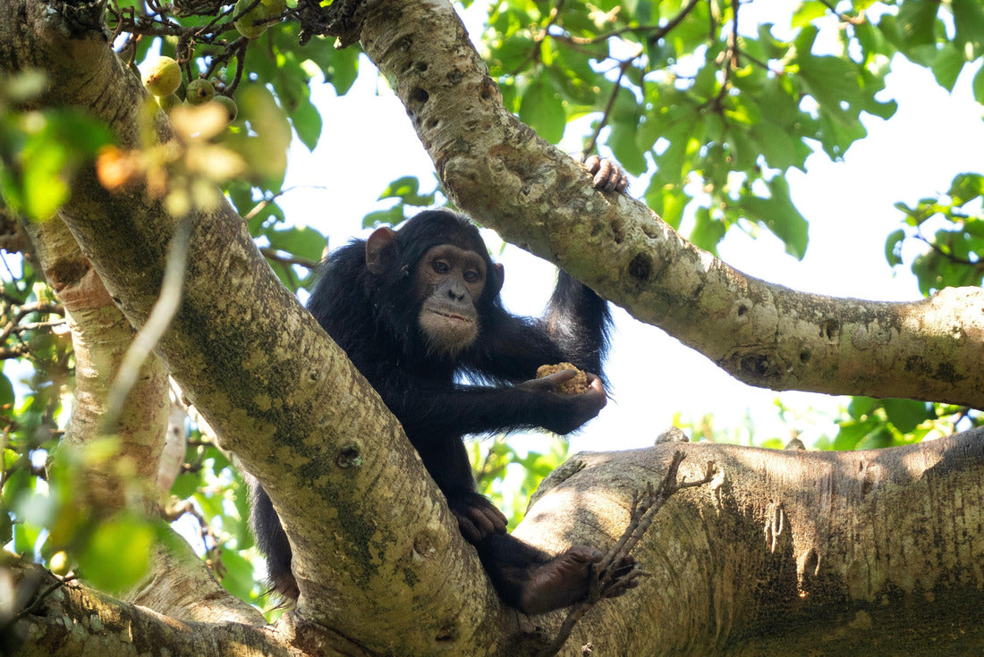Noah Jigsaw Puzzle Chimp on the branch. Chimp in Budongo Forest Park. Safari in Uganda 2000 pieces