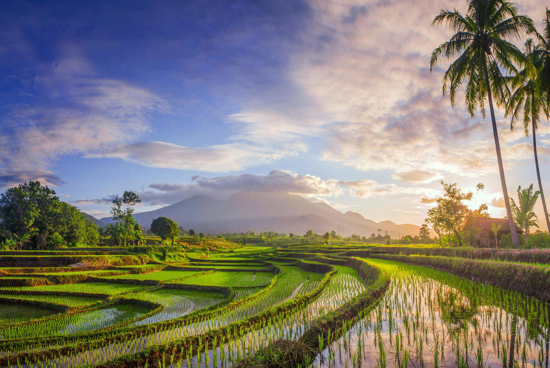 the beauty of the Foggy morning with sunrise and rice fields 2000pc Puzzle