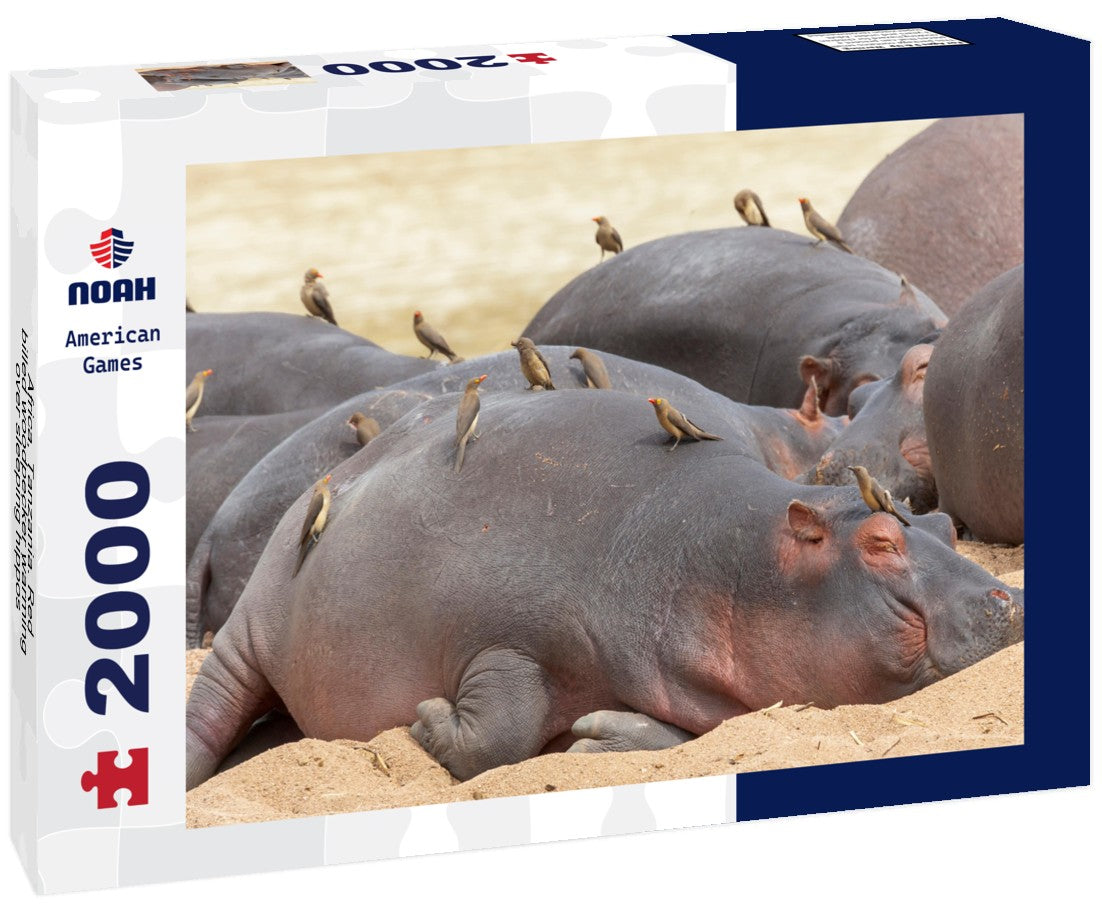 Noah Jigsaw Puzzle Africa, Tanzania. Red-billed woodpecker warming over sleeping hippos 2000 pieces