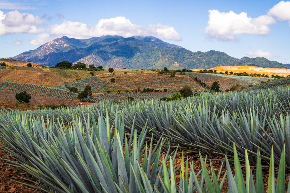 Shown Fields View in Tequila, Jalisco, Mexico. View from the Viewpoints. Colored landscape with Ave 2000pc Puzzle