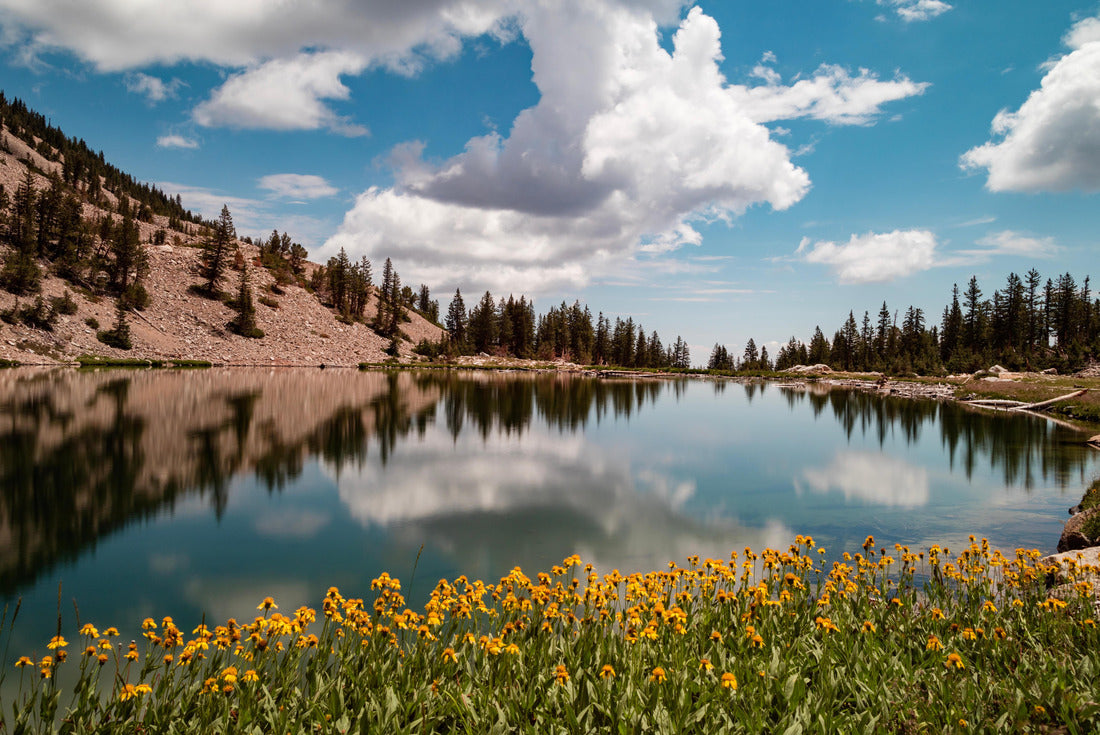 Noah Jigsaw Puzzle Yellow flowers on the edge of Johnson Lake, an alpine lake in the Snake Range, located inside Great Basin National Park in Nevada, seen on a summer day. Large cumulus clouds are seen in the blue sky 2000 pieces