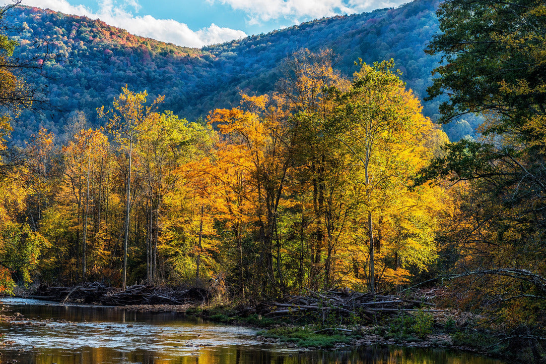 Fall color along Williams River, a mountain stream known for its trout, Monongahela National Forest, West Virginia, USA. 2000pc Puzzle