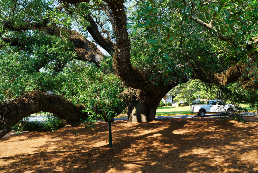 The Big Oak tree in Thomasville Georgia 2000pc Puzzle
