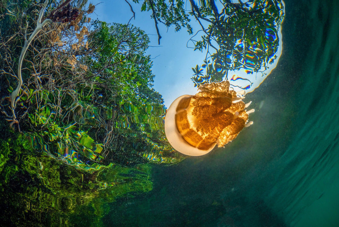 jelly fish in jelly fish lake in Kakaban indonesia 2000pc Puzzle