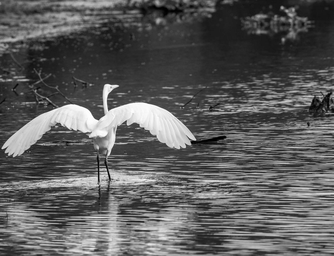 Noah Jigsaw Puzzle Dubai Downtown skyline with Burj Khalifa and other towers panoramic view from top in Dubai, United Arab Emirates in black white 1000 pieces