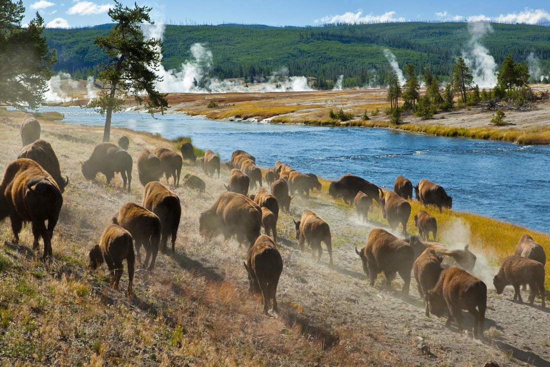 Noah Jigsaw Puzzle A herd of bison moves quickly along the Firehole River in Yellowstone National Park (near Midway Geyser Basin) 2000 pieces