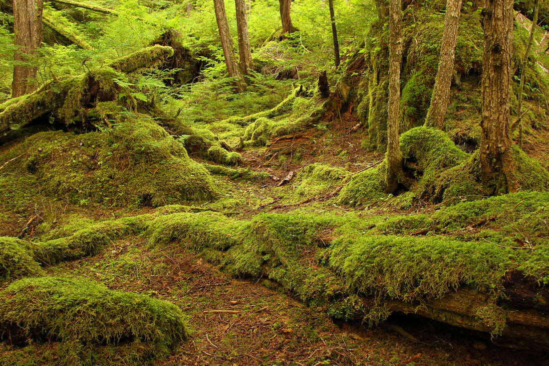 Temperate rainforest, in the Tongass National Forest, Southeast Alaska 2000pc Puzzle