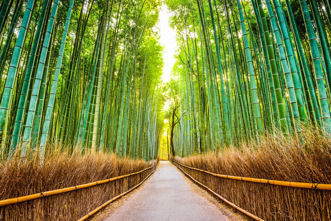 Kyoto, Japan at the bamboo forest 2000pc Puzzle