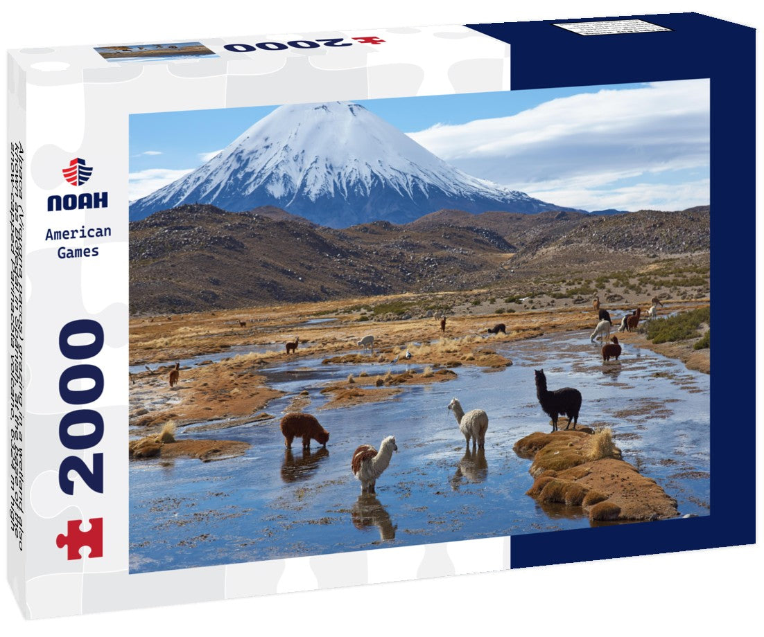Alpaca (Vicugna pacos) grazing in a wetland also known as Bofedal in Spanish, at the base of the snow-capped Parinacota volcano, 6324 m high, in the altiplano of northern Chile 2000pc Puzzle