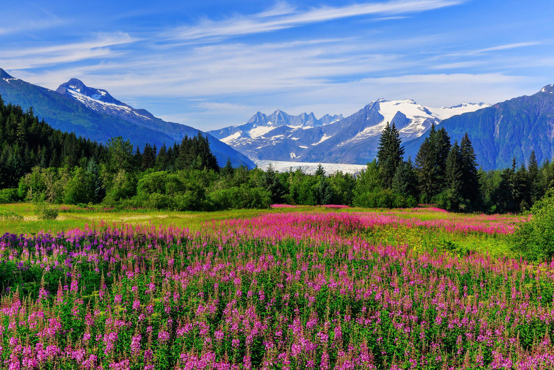 Juneau, Alaska. Mendenhall glacier view with fireweed in bloom 2000pc Puzzle