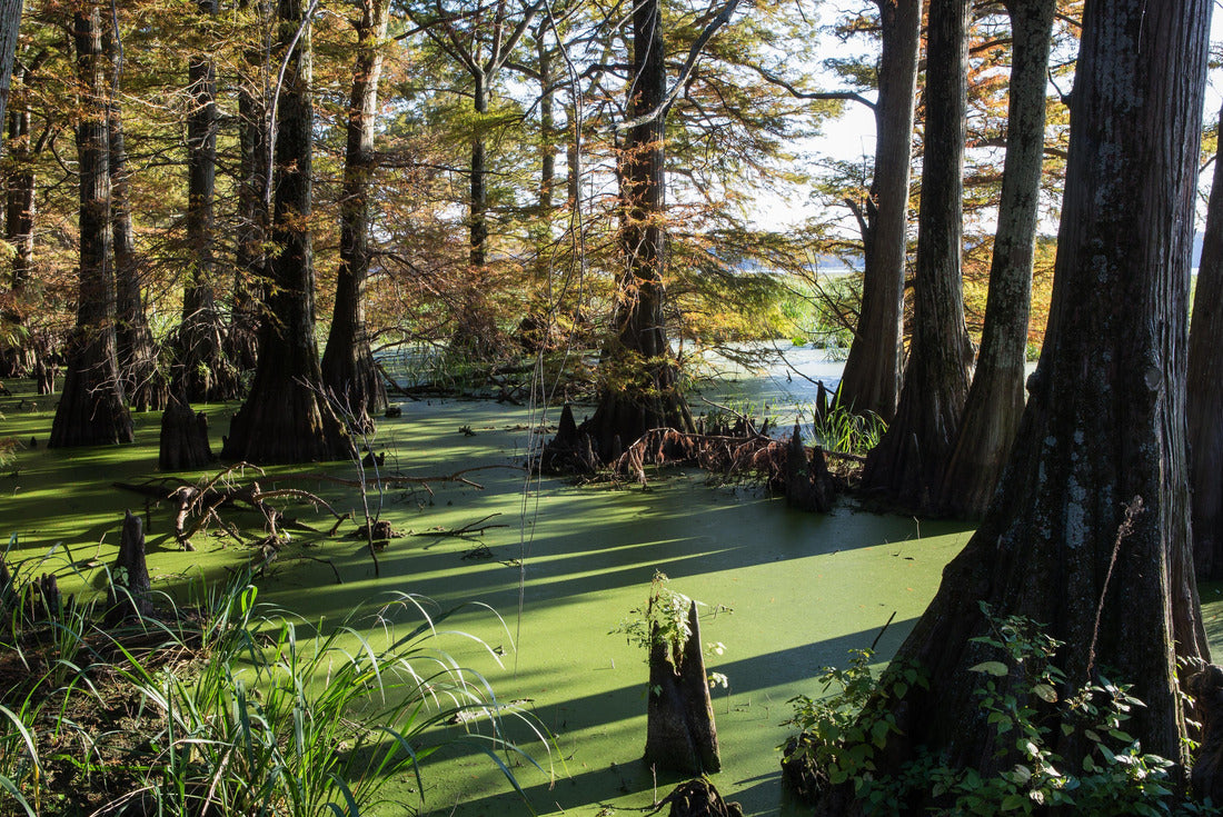 Cypress Swamp in Wapanocca National Wildlife Refuge Area in Turrell, Arkansas 2000pc Puzzle