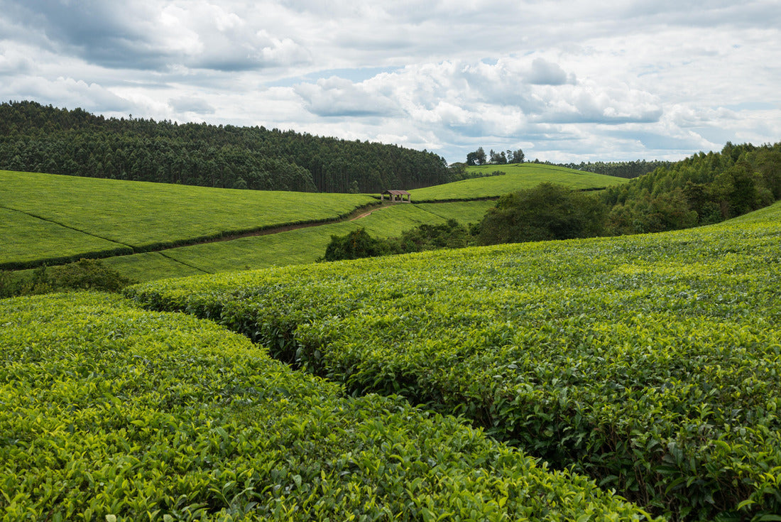 Landscape of a tea plantation in Uganda 2000pc Puzzle
