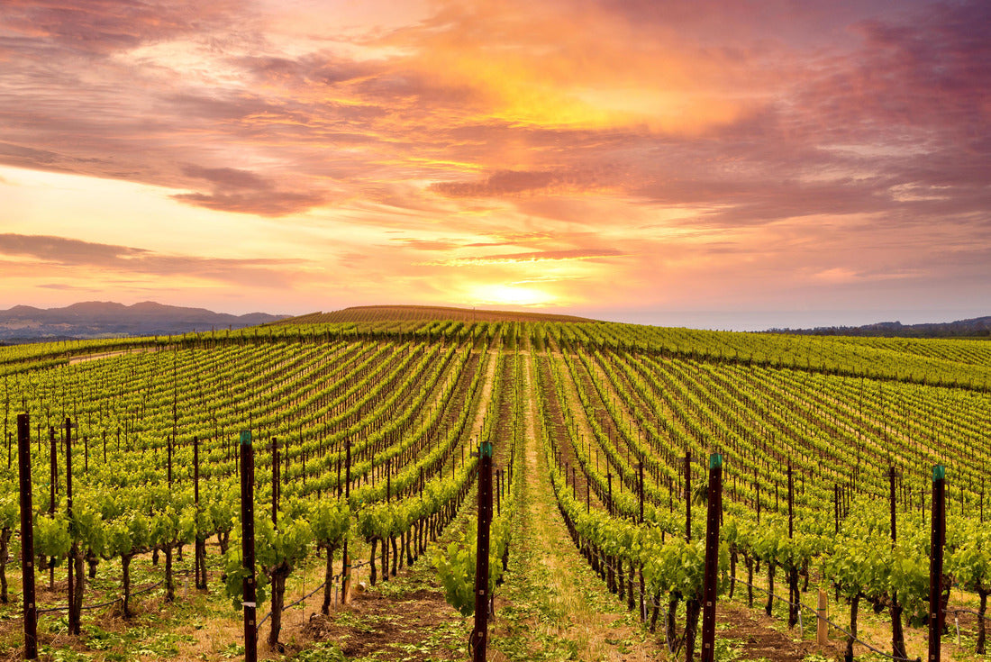 Beautiful sunset in the Napa Valley wine country at spring wine farms 2000pc Puzzle