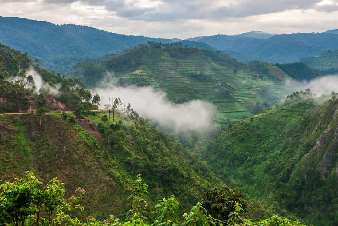 Noah Jigsaw Puzzle Beautiful landscape in southwestern Uganda, at the Bwindi Impenetrable Forest National Park, at the borders of Uganda, Congo and Rwanda. The Bwindi National Park is the home of the mountain gorillas 2000 pieces